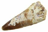 Fossil Spinosaurus Tooth - Real Dinosaur Tooth #349770-1